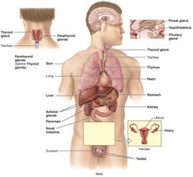 Diagram showing locations of endocrine glands in the body