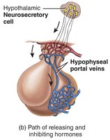 Path of releasing and inhibiting hormones