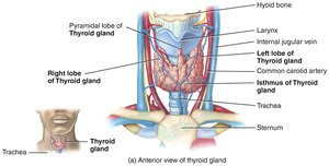 Anterior view of thyroid gland