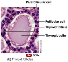Thyroid follicles histology