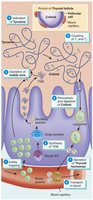 Synthesis and secretion of thyroid hormones