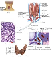 Parathyroid glands anatomy and histology