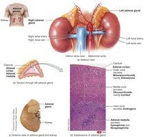 Adrenal glands anatomy and histology