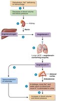 Renin-angiotensin-aldosterone system diagram