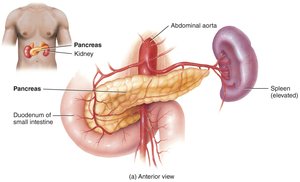 Pancreas anatomy
