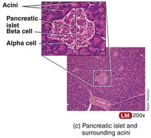 Pancreatic islet and surrounding acini