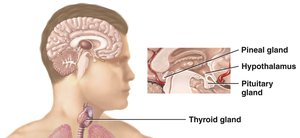 Pineal gland location