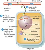 Direct gene activation mechanism diagram