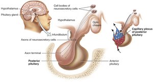 Diagram showing relationship between hypothalamus and posterior pituitary