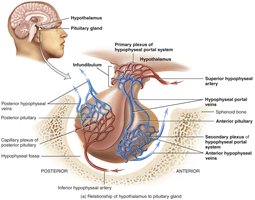 Relationship of hypothalamus to pituitary gland