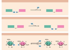 Dehydration synthesis and hydrolysis reactions