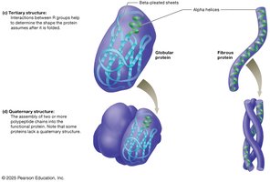 Levels of protein structure: tertiary and quaternary