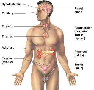 Major endocrine glands in the human body