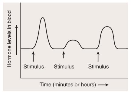 Graph showing episodic hormone secretion