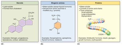 Classification of hormones: steroids, biogenic amines, proteins