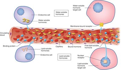 Transport of lipid-soluble and water-soluble hormones in blood