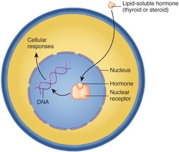 Mechanism of action for lipid-soluble hormones