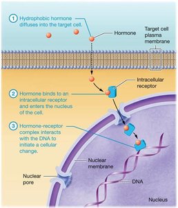 Lipid-soluble hormone entering cell and binding to nuclear receptor