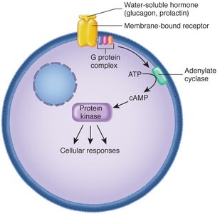 Water-soluble hormone signaling via G-protein and cAMP