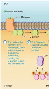 Steps in water-soluble hormone action: receptor, G-protein, adenylate cyclase, cAMP, protein kinase