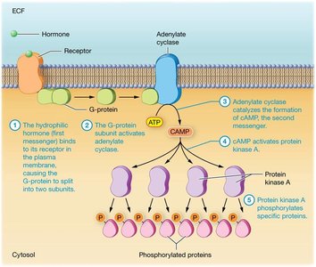 Signal amplification in hormone action