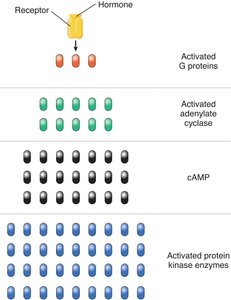 Up-regulation and down-regulation of hormone receptors