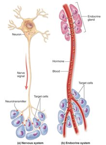 Comparison of nervous and endocrine system signaling