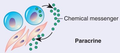 Paracrine signaling