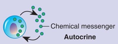 Autocrine signaling