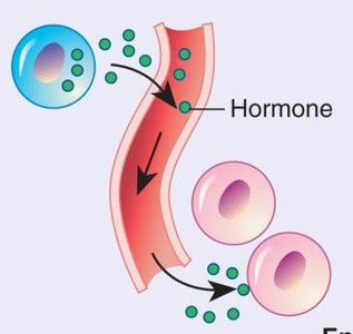 Endocrine signaling