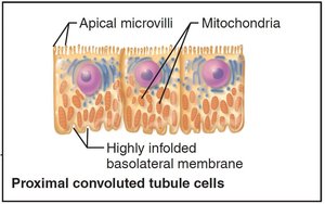 Proximal convoluted tubule cells with microvilli and mitochondria