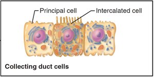 Collecting duct cells: principal and intercalated