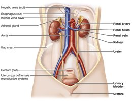 Anatomy of the urinary system, showing kidneys, ureters, bladder, and urethra
