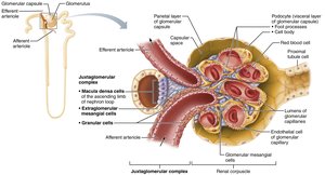 Juxtaglomerular complex structure