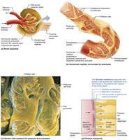 Pressures affecting glomerular filtration