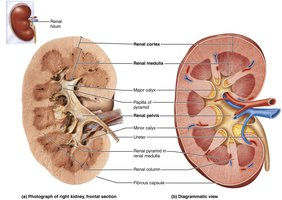 Diagram of kidney showing pyramids, columns, calyces, and pelvis