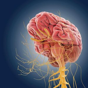 Lateral view of the brain and spinal cord with nerves