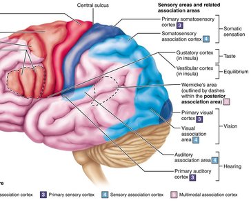 Sensory areas of the cerebral cortex