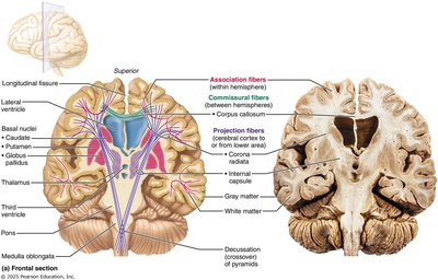 Types of cerebral white matter fibers