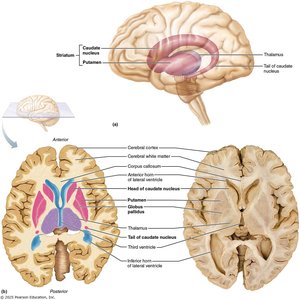 Basal nuclei structures in the brain