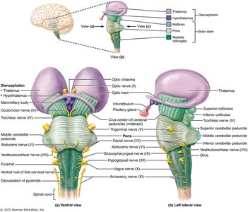 Diencephalon and brain stem structures