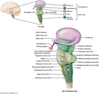 Brain stem and associated structures