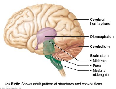 Labeled diagram of brain regions: cerebral hemisphere, diencephalon, cerebellum, brain stem