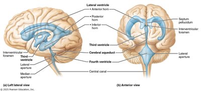 Diagram of brain ventricles: lateral, third, and fourth ventricles