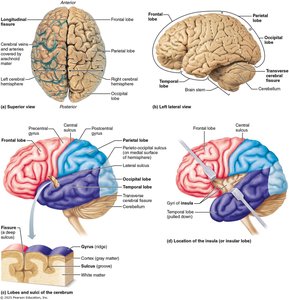Views of the cerebral hemispheres, lobes, and sulci