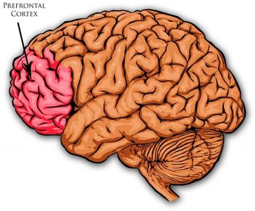 Prefrontal cortex highlighted in the brain