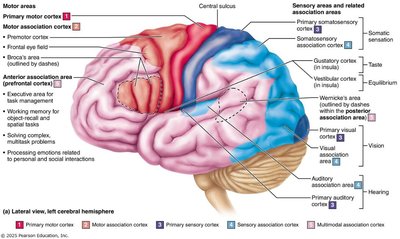 Motor areas of the cerebral cortex