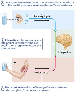 Diagram of nervous system functions: sensory input, integration, motor output