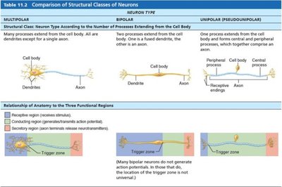Table comparing structural classes of neurons