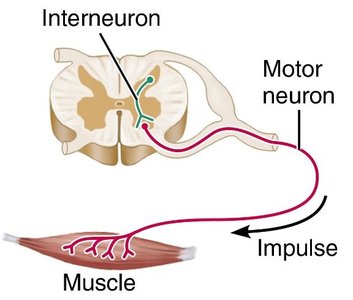 Motor neuron pathway from spinal cord to muscle